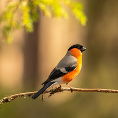 Eurasian bullfinch, common bullfinch or bullfinch (Pyrrhula pyrrhula), .Finland