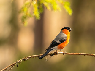 Eurasian bullfinch, common bullfinch or bullfinch (Pyrrhula pyrrhula), .Finland
