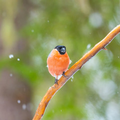 Eurasian bullfinch, common bullfinch or bullfinch (Pyrrhula pyrrhula), .Finland