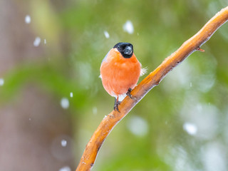 Eurasian bullfinch, common bullfinch or bullfinch (Pyrrhula pyrrhula), .Finland