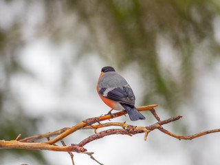 Back view of Eurasian bullfinch, common bullfinch or bullfinch (Pyrrhula pyrrhula), .Finland