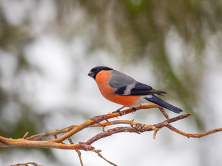 Eurasian bullfinch, common bullfinch or bullfinch (Pyrrhula pyrrhula), .Finland