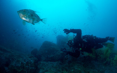 fish on the sea floor