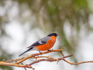 Eurasian bullfinch, common bullfinch or bullfinch (Pyrrhula pyrrhula), .Finland