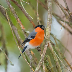 Eurasian bullfinch, common bullfinch or bullfinch (Pyrrhula pyrrhula), .Finland