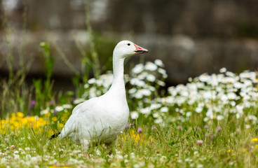 Snow goose feeding in a field of wild flowers.