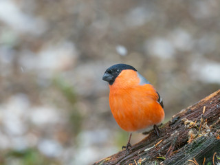 Eurasian bullfinch, common bullfinch or bullfinch (Pyrrhula pyrrhula), .Finland