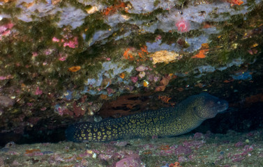 fish on the sea floor