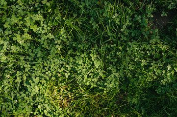 Fototapeta premium Perfect green plant 