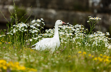 Snow goose feeding in a field of wild flowers.