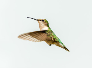 Female ruby throated hummingbird flying isolated on a white background.