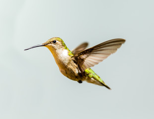 Female ruby throated hummingbird flying isolated on a white background.