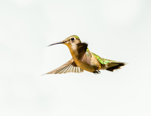 Female ruby throated hummingbird flying isolated on a white background.