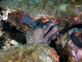 fish on the sea floor