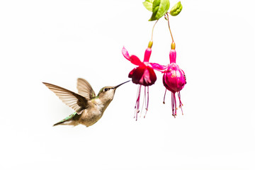 Female ruby throated hummingbird flying isolated on a white background.