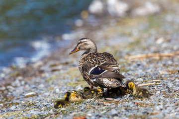 Female mallard and chicks on a lake shorw, Lachine, Quebec, Canada.