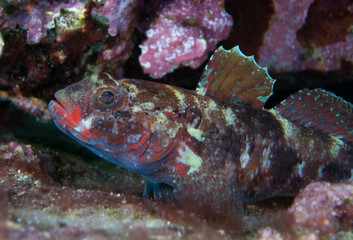 fish on the sea floor