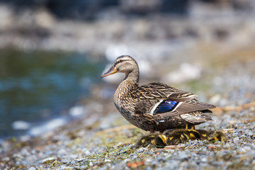 Female mallard and chicks on a lake shorw, Lachine, Quebec, Canada.