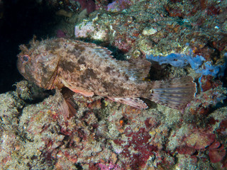 fish on the sea floor