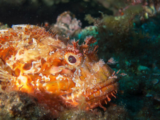 fish on the sea floor