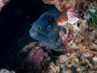 fish on the sea floor