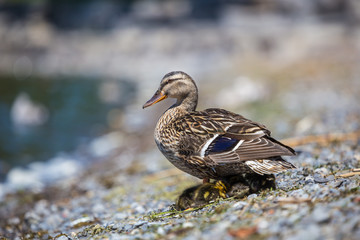 Female mallard and chicks on a lake shorw, Lachine, Quebec, Canada.