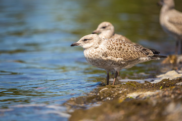Seagulls standing on the lakeshore. Lachine, Quebec, Canada.