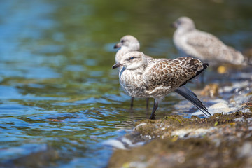 Seagulls standing on the lakeshore. Lachine, Quebec, Canada.