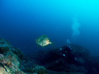fish on the sea floor