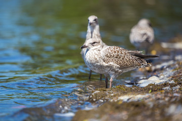 Seagulls standing on the lakeshore. Lachine, Quebec, Canada.