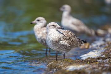 Seagulls standing on the lakeshore. Lachine, Quebec, Canada.