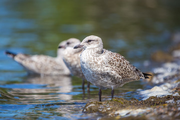 Seagulls standing on the lakeshore. Lachine, Quebec, Canada.