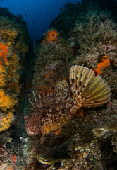 fish on the sea floor