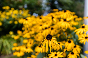 Black eyed susans growing in north Quebec Canada.