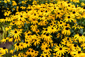 Black eyed susans growing in north Quebec Canada.