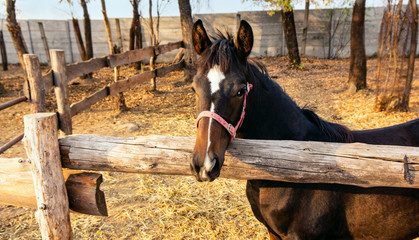 Mother horse and baby foal . Herd of horses in a stable . fall in the country . Horses in stable 
