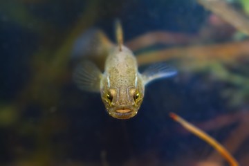 Perccottus glenii, Chinese sleeper, freshwater predator in biotope aquarium, head closeup shallow...