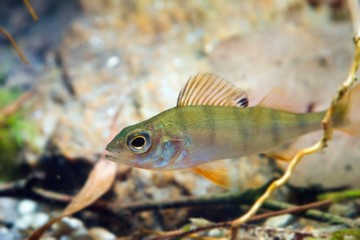 Perca fluviatilis, European perch, freshwater predator fish in biotope aquarium, driftwood and stone, nature photo