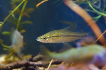 Pseudorasbora parva, stone moroko or topmouth gudgeon, freshwater fish in biotope aquarium, closeup...