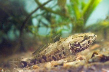 Perccottus glenii, Chinese sleeper, freshwater predator in biotope aquarium on tank bottom, side view nature photo
