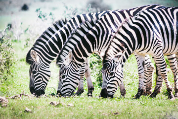 Fototapeta na wymiar Zebras Dreierpack