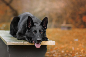 Pies, czarny owczarek niemiecki leżacy na ławce w praku. - obrazy, fototapety, plakaty