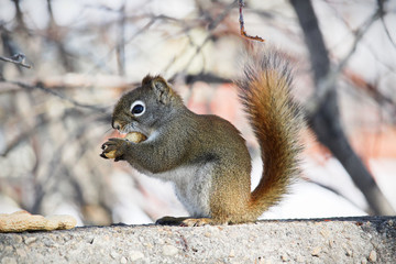 A squirrel munches on a peanut while sitting on a wall
