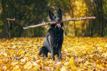 Pies, czany owczarek niemiecki trzymający duży patyk,  siedzący wśród liści