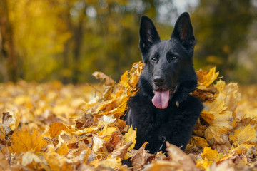 Pies, czarny owczarek niemiecki leżący w liściach w jesiennym parku - obrazy, fototapety, plakaty