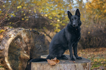Pies, czarny owczarek niemiecki siedzący na pniu w praku