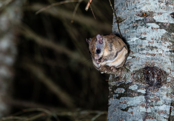 Northern flying squirrel also called Polatouche in French, taken in cottage country north Quebec.