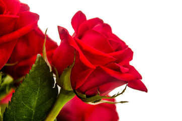 Bouquet of red roses with white background