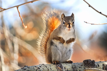 Obraz premium A red squirrel sits in a tree as sunlight glows through it's tail