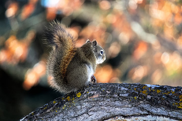 The back view of a squirrel on a branch with moss on it